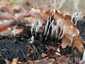 Szarvas agancsgomba (Xylaria hypoxylon), Budai-hegység